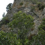 Durfort-vuedepuiscastrum